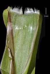 Image: K.A. Ford © Landcare Research 2015 